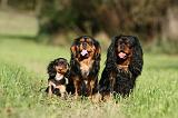 CAVALIER KING CHARLES 710
